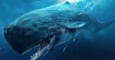​梅尔维尔鲸：可与巨齿鲨一争高下的海洋霸主