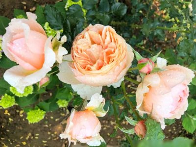 被称为耐热三宝之一的月季真宙,这颜值,估计没有月季花友不喜欢