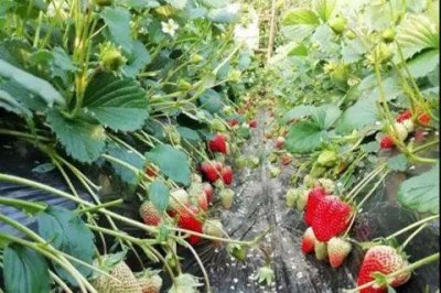 草莓亩产量一般多少斤