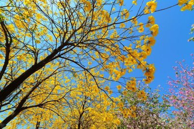 “黄金花海”风铃木真的长得像风铃吗?