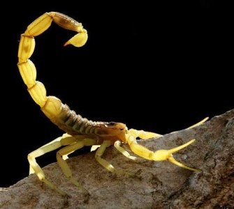 外表美观却携带剧毒