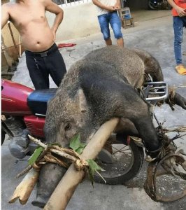 ​12岁女孩被野猪咬伤，陕西20万头野猪泛滥，最强“杀猪令”颁布