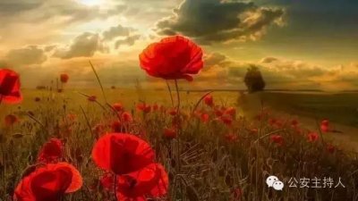 毒祸:这美丽的罂粟花背后,隐藏了多少的血与泪