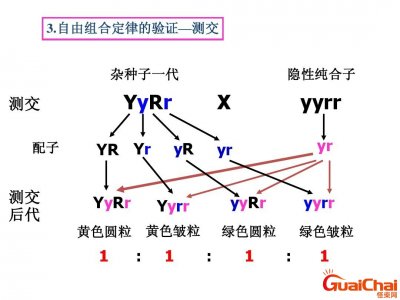 ​自由组合定律适用范围 自由组合定律的实质