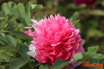 ​牡丹品种大全介绍图片 牡丹品种排名