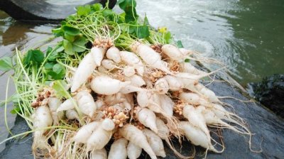 ​水晶萝卜是什么植物？水晶萝卜图片