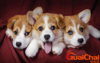 ​不咬人的狗有哪些品种?养什么狗不咬人又听话?