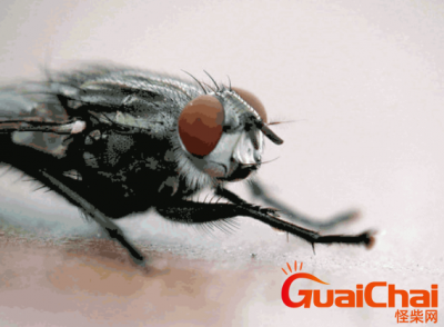 ​苍蝇搓手是为什么？苍蝇为什么不灭绝？