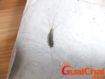 ​家里常见潮湿虫子大全-家里常见潮湿虫有哪些？