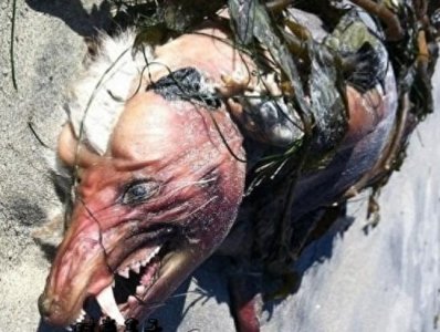 ​世界十大未确认生物体，北海巨妖掀翻船只多人丧生