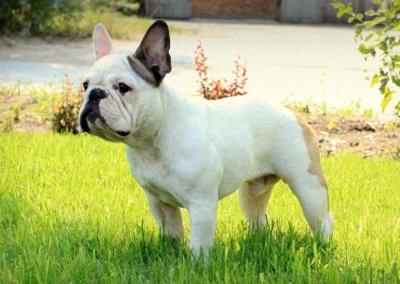 ​怎么训练法斗犬定点大小便？