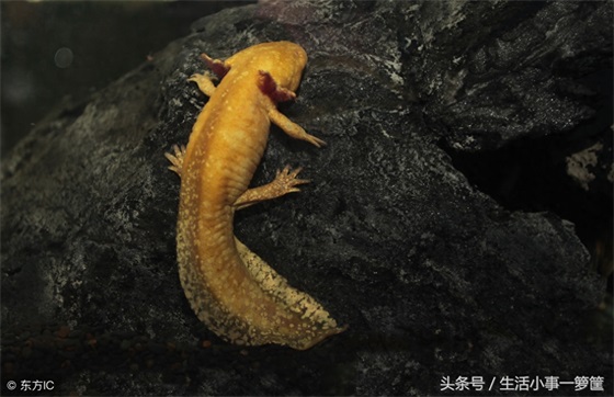 远古种生物六角龙鱼以头上六个角而得名,长相非常传说中的龙