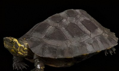 ​庙龟，你又了解多少关于它的秘密呢？