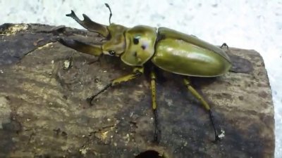 ​国内海关查获的黄金鬼锹甲，是什么生物？它的破坏力有多强