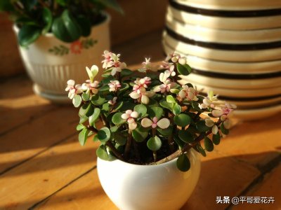 ​金枝玉叶不会修剪？教你“3招”小技巧，轻松剪出漂亮“盆景”