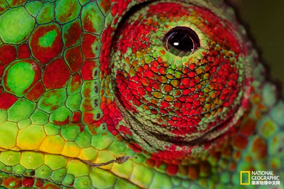 这种动物是大自然里的伪装大师