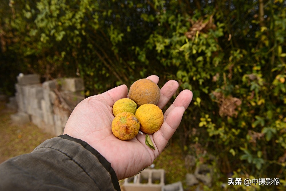 村民用荆棘作篱笆,果实秋秋,你知道它还有这个作用吗?