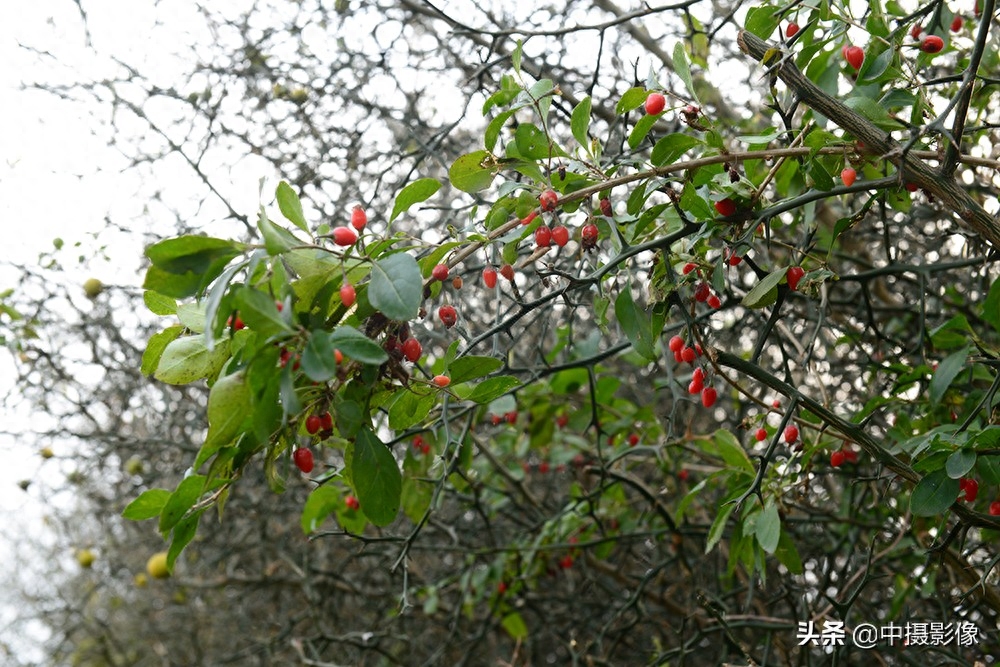 村民用荆棘作篱笆,果实秋秋,你知道它还有这个作用吗?