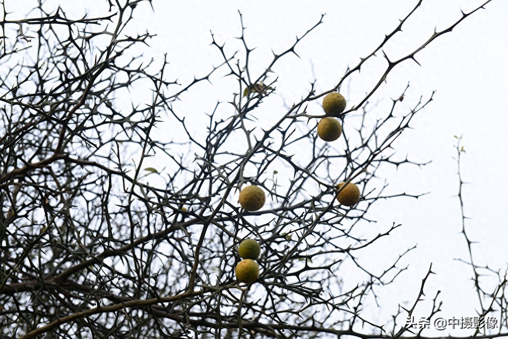 村民用荆棘作篱笆,果实秋秋,你知道它还有这个作用吗?