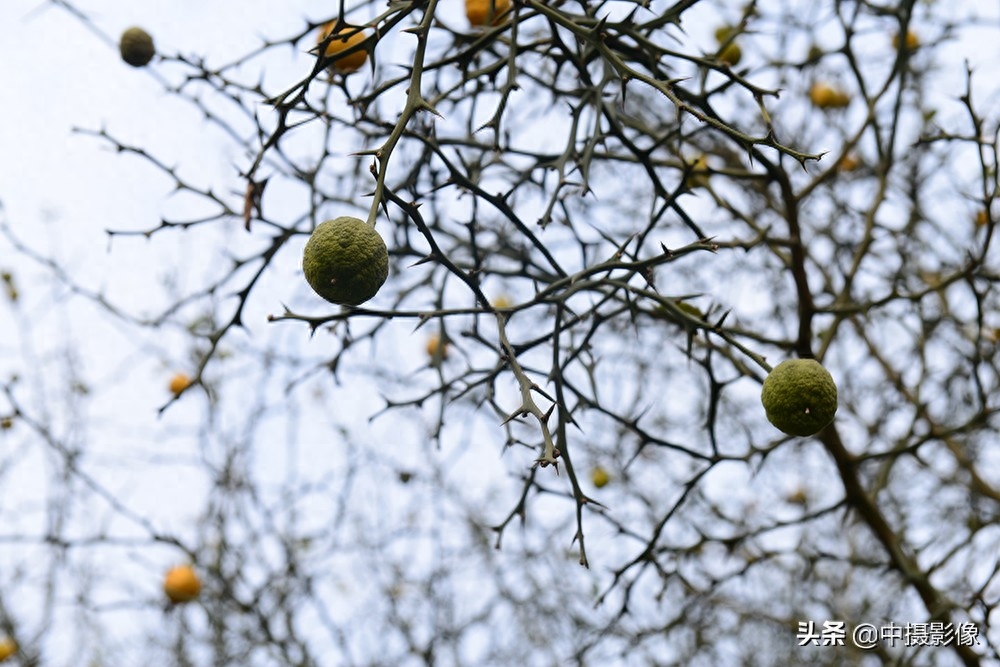 村民用荆棘作篱笆,果实秋秋,你知道它还有这个作用吗?