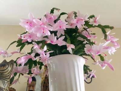 ​吸收二氧化碳的植物有哪些（5种“氧气花”，夜晚释放氧气，吸收二氧化碳，都