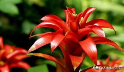 ​鸿运当头花卉的养殖方法（鸿运当头花怎么养几天浇一次水）