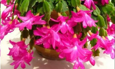 ​蟹爪兰怎样掐尖才能多开花（蟹爪兰几月份掐掉嫩芽）