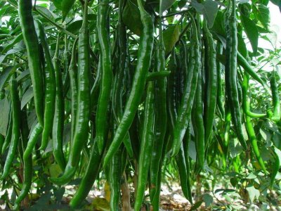 ​辣椒辣手最快止痛方法 这几样东西“搓一搓”，轻松缓解