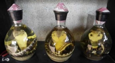 ​毒蛇泡酒有毒吗 活毒蛇泡酒有毒吗？这里告诉你真相！