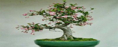 ​家养海棠花的养殖方法和注意事项