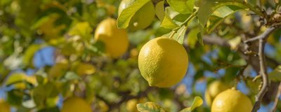 ​盆栽柠檬结果可以吃吗有毒吗 盆栽柠檬能结果吗