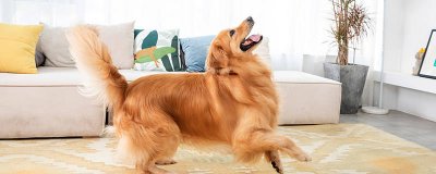 狗耳朵向后啥意思 狗的耳朵朝向后面是什么意思