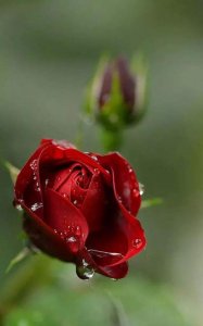 ​玫瑰文案知乎 玫瑰文案短句