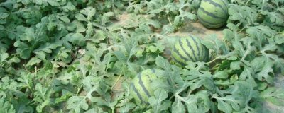 ​怎样挑西瓜的声音有没有熟 挑西瓜听到什么声音算熟