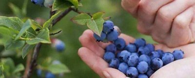 ​蓝莓吃多了上火不上火 蓝莓吃多了上火么