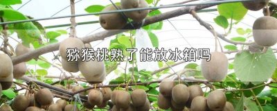 ​猕猴桃熟了以后可以放冰箱吗 猕猴桃已经熟了可以放冰箱吗