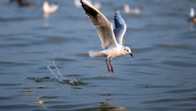 ​西澳大利亚寒流势力弱 西澳大利亚是暖流还是寒流