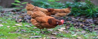 ​三黄鸡和土鸡哪个煲汤更好 三黄鸡多少钱一斤