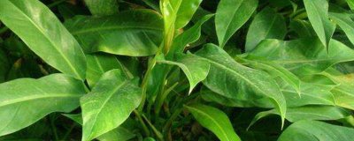 ​万年青吸甲醛吗 万年青都有什么作用 万年青植物吸甲醛吗