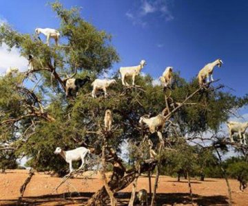 ​羊上树玩法是啥做好准备老司机要开车啦