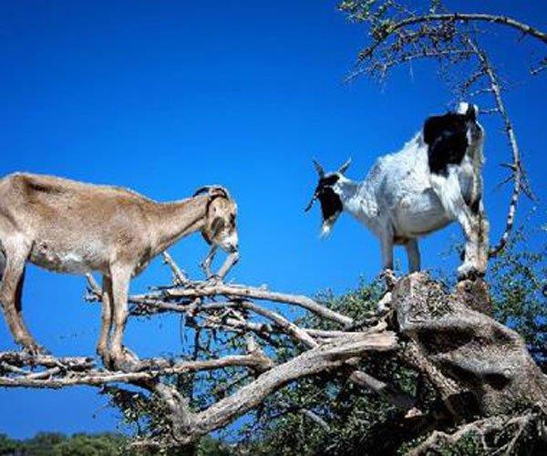 羊上树玩法是啥 做好准备老司机要开车啦