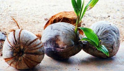 ​怎样剥掉椰子硬壳 椰子怎么剥开硬壳可