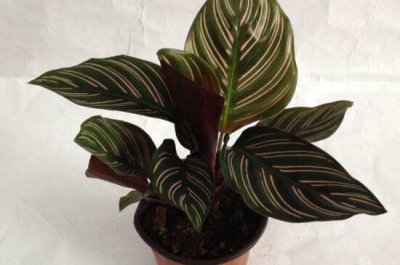 ​竹芋怎么养才能更旺盛