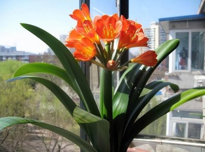 ​什么花代表健康平安吉祥的花语（家养3种花卉寓意健康长寿）