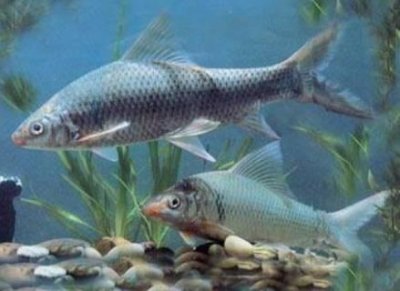 ​鲮鱼是什么鱼别称有哪些（关于鲮鱼的生长习性介绍）