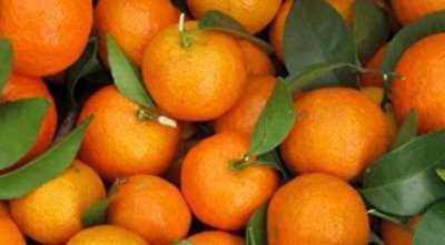 全国橘子产地主要在哪个省(中国柑橘之乡是哪里)