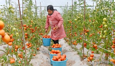 ​自制酵素肥料制作方法（手把手教你酵素堆肥及使用的技巧）