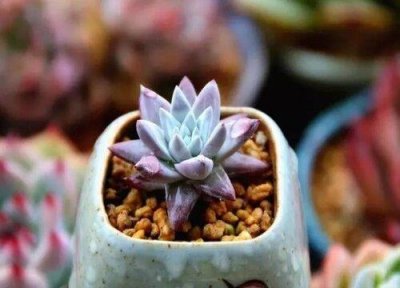 ​比较高档的多肉植物品种名称及图片