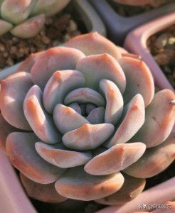 ​多肉控养是什么意思（多肉的正确养殖方法和注意事项）