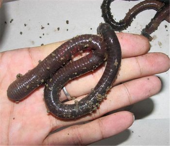 ​蚯蚓调浮漂正确方法（用蚯蚓做钓饵的两种挂法介绍）